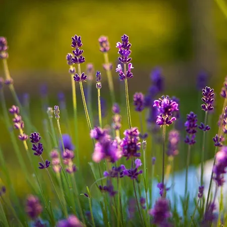 Rustikale Oliveto By Interhome